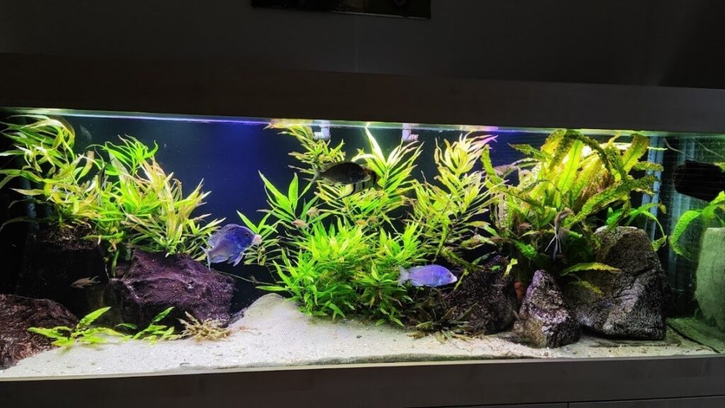 Slika akvarija