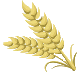 Klas žita