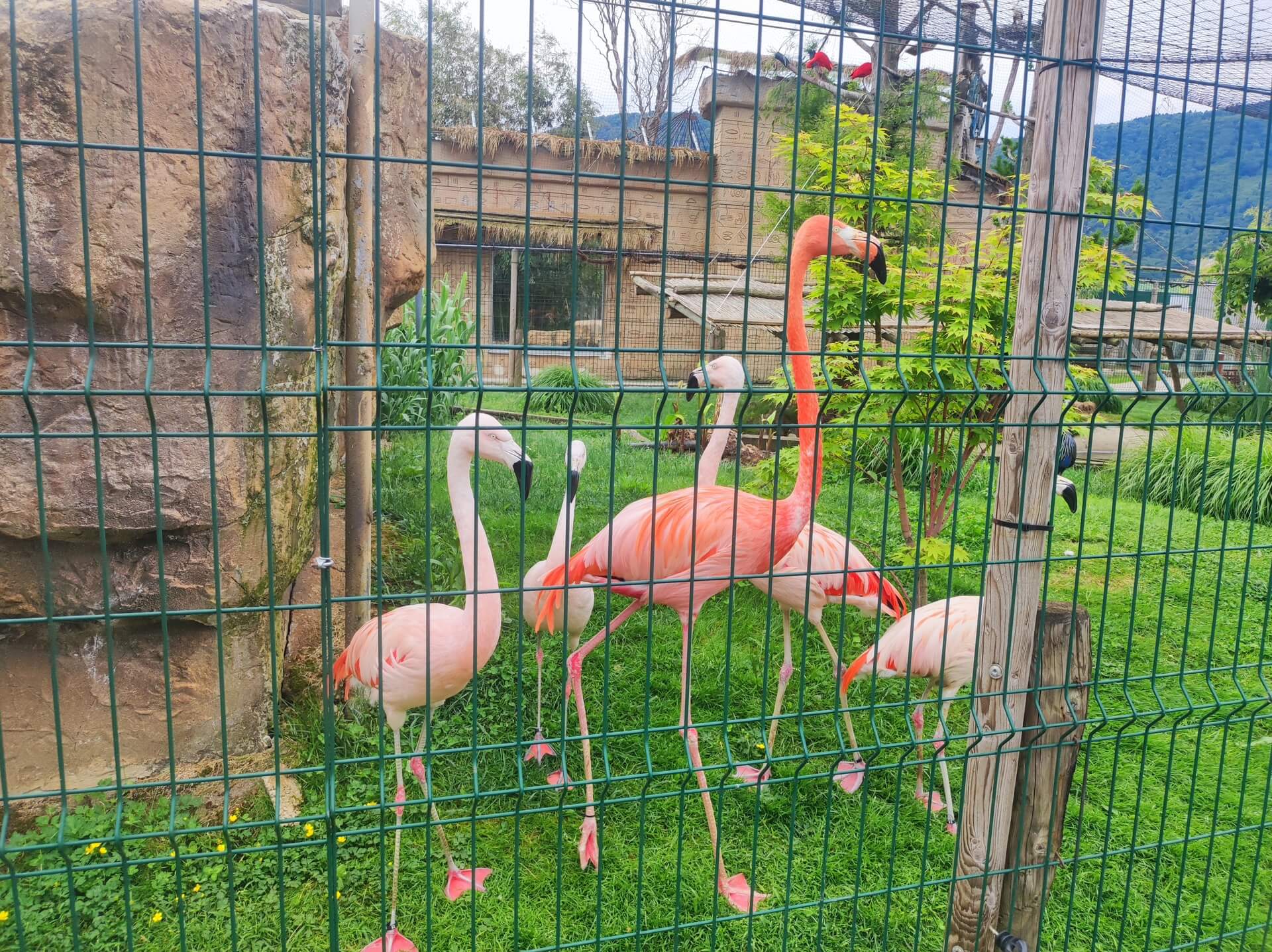 mini-zoo-land-2026-130