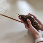 Veselje do znanosti 2023