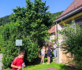 Svet rastlin, junij 2026